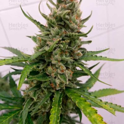 Advanced Feminised Collection 6 (3 x 2 FEM) (Critical MassGorilla BlueStrawberry Gum)