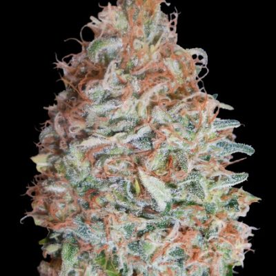 Advanced Feminised Collection 9 (3 x 2 FEM) (Bruce banner Pineapple Glue Banana Cookies)