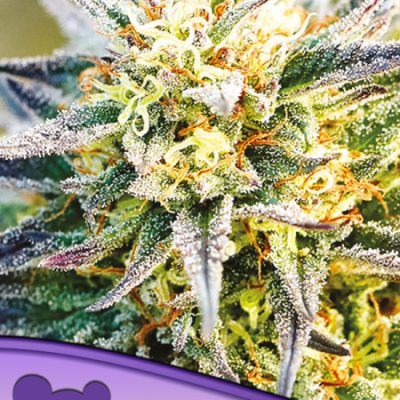 Anesia Seeds Landrace Collection Congo (3 FEM)