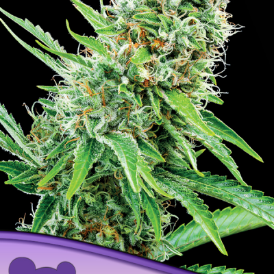 Anesia Seeds Landrace Collection Copacobana (3 FEM)