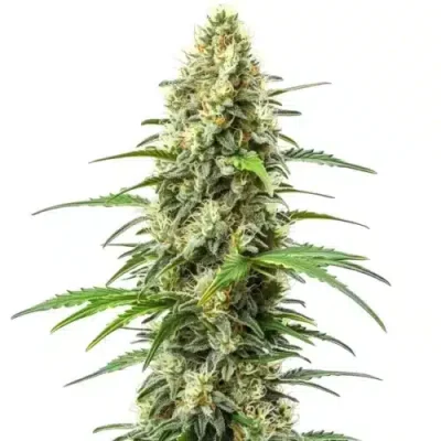 Advanced Feminised Collection 2 (3 x 2 FEM) (Critical Ice Kush Somango Widow)