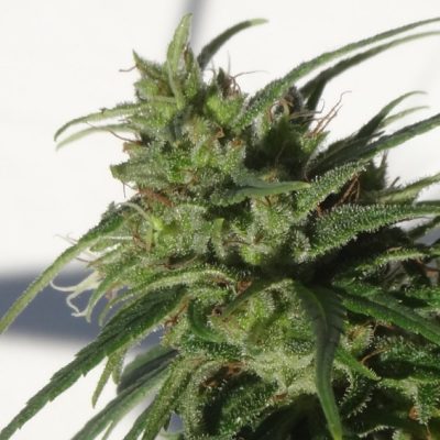 ACE Seeds Ethiopia