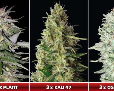 Advanced Feminised Collection 4 (3 x 2 FEM) (Jack Plant Kali 47 OG Kush SFV)