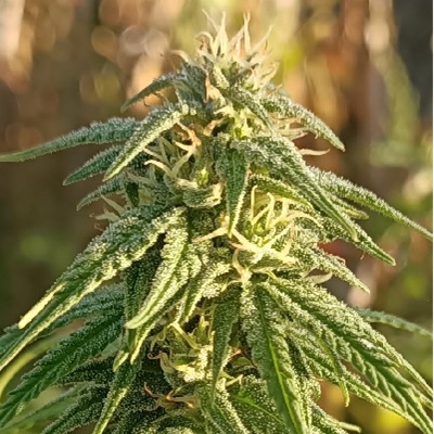 ACE Seeds Himalaya Snow