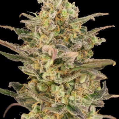 Advanced Feminised Collection 8 (3 x 2 FEM) (Somango Glue Watermelon OG Zkittlez)
