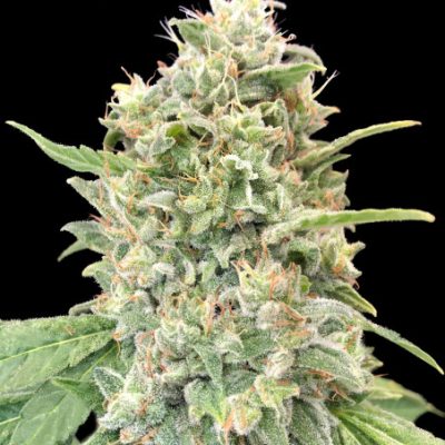 Advanced Feminised Collection 7 (3 x 2 FEM) (Cherry Pie Slurricane Strawberry Banana)
