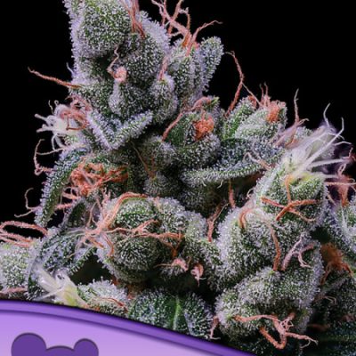 Anesia Seeds Strawberry Kush
