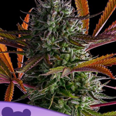 Anesia Seeds Strawberry Pop Rocks