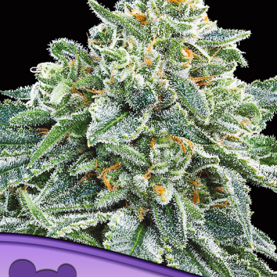 Anesia Seeds Strawberry Tree