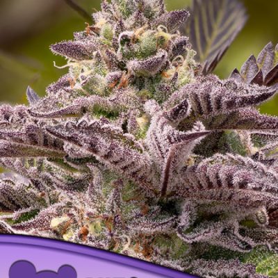 Anesia Seeds Tahiti Vibez Auto