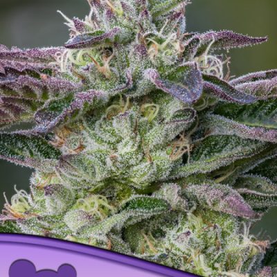 Anesia Seeds The Sin