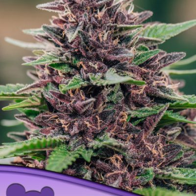 Anesia Seeds Toffee Pudding Auto