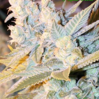 Anesia Seeds Triple Cheese Auto