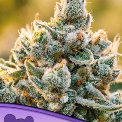 Anesia Seeds Vanilla Frosting
