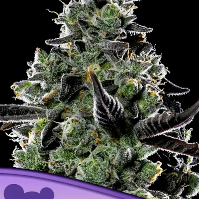 Anesia Seeds Violet Face Auto