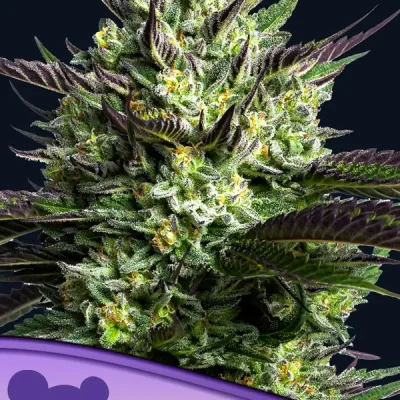 Anesia Seeds WHAM BOOM