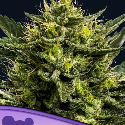 Anesia Seeds WHAM BOOM Auto
