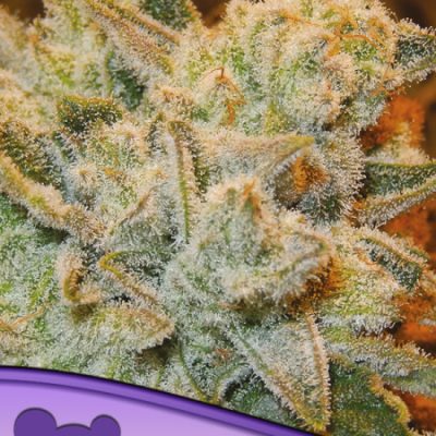 Anesia Seeds White Runtz