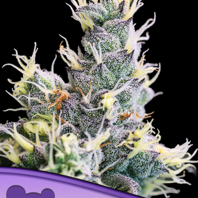 Anesia Seeds Yuhbary Auto