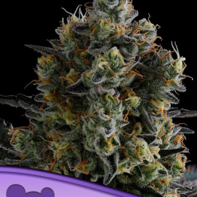 Anesia Seeds Zoomiez