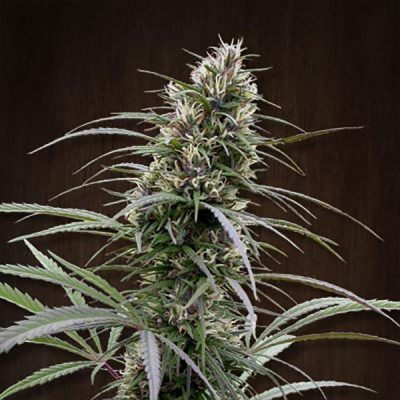 ACE Seeds Congo