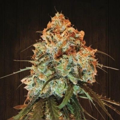 ACE Seeds Golden Tiger
