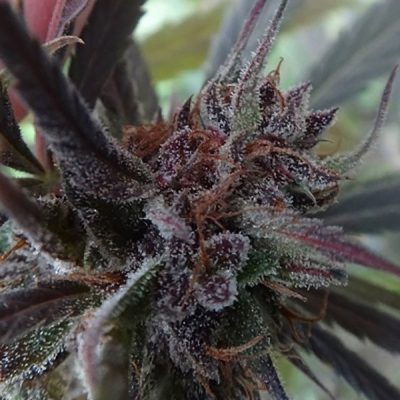 ACE Seeds Haze x Kali China