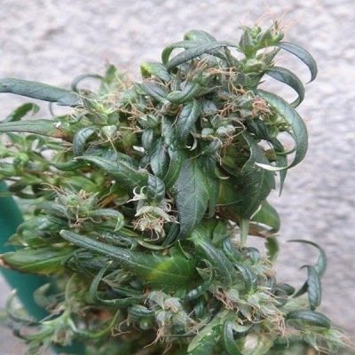 ACE Seeds Hokkaido Japan Hemp