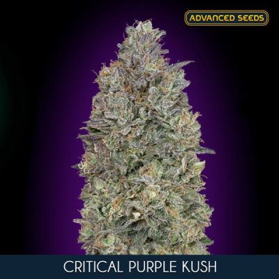 Advanced Critical Purple Kush