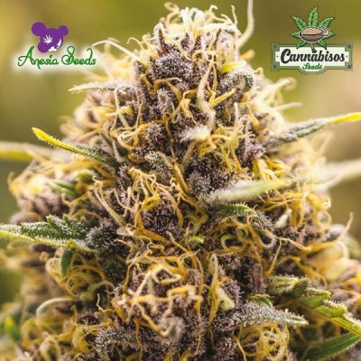 Anesia Seeds True Gold OG