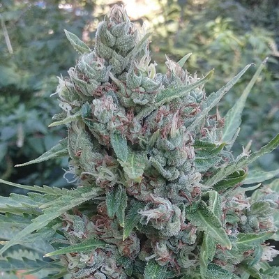 ACE Seeds Auto Zamaldelica