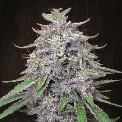 ACE Seeds Bangi Haze
