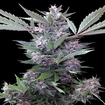 ACE Seeds Bubba Kush x PCK
