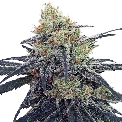 ACE Seeds CBD 1