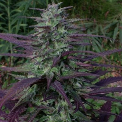 ACE Seeds China Yunnan