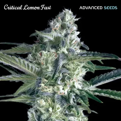 Advanced Critical Lemon