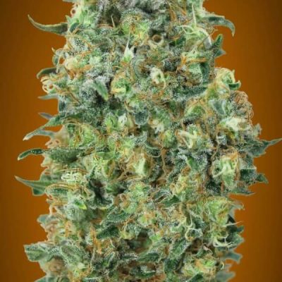 Advanced Critical Mass