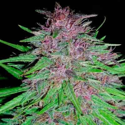 ACE Seeds ErdPurt