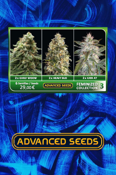 Advanced Feminised Collection 3 (3 x 2 FEM) (Early Widow Heavy Bud Kaya 47)