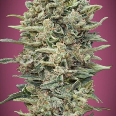 Advanced Feminised Collection 10 (3 x 2 FEM) (Cherry Pie Fast Gelato 33 Fast Zkittlez Fast )