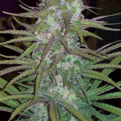 ACE Seeds Green Mountain Grape (10 Reg)