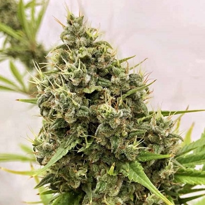 ACE Seeds Guawi
