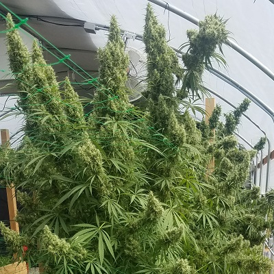 ACE Seeds Honduras