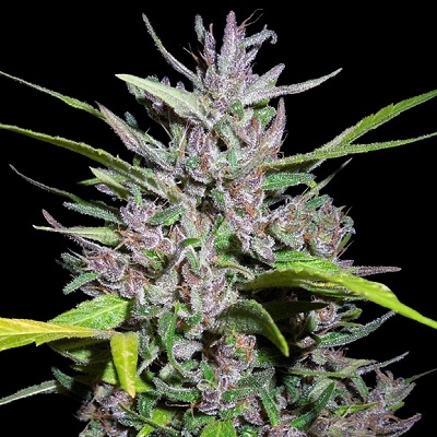 ACE Seeds Honduras x Panama