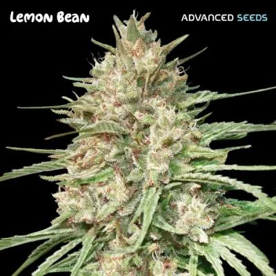 Advanced Lemon Bean